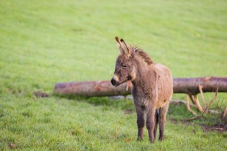 A domestic donkey, Equus (africanus) asinus stands on a green paddock