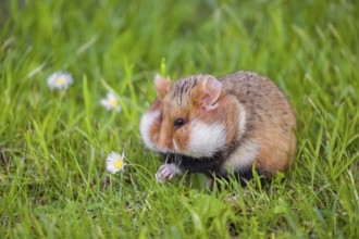 A European hamster (Cricetus cricetus), Eurasian hamster, black-bellied hamster or common hamster,