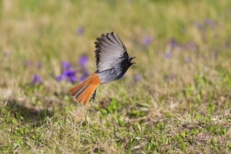 Black redstart (Phoenicurus ochruros), adult male in flight taking off from a lawn, calling, in