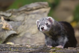 A young male ferret (Mustela putorius furo) sits at a dead branch of a tree, looking around