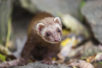 A male ferret (Mustela putorius furo) runs across rocky terrain, searching for food