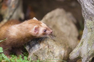 A male ferret (Mustela putorius furo) stands between dead roots of trees, searching for food