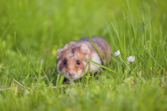 A European hamster (Cricetus cricetus), Eurasian hamster, black-bellied hamster or common hamster,