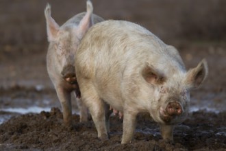 Domestic pig (Sus scrofa domesticus) two adult farm animals standing in mud in a field, England,