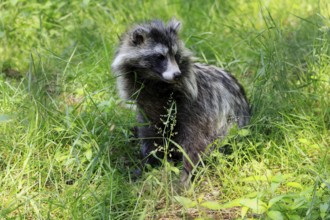 Raccoon dog (Nyctereutes procyonoides), adult, vigilant, foraging, captive