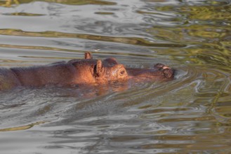 A hippopotamus (Hippopotamus amphibius), swimming in a river, only the head is visible