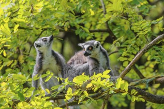 Two ring-tailed lemurs (Lemur catta) sit high up in a tree on a branch between fresh green leaves