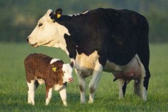 Domestic cattle or cow (Bos taurus) adult mother and juvenile baby calf farm animals in a grass