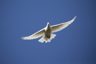 White or Release dove (Columba livia domestica) adult bird flying against a blue sky, England,