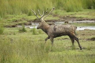 David's deer (Elaphurus davidianus) running along the shore of a lake, southern Sweden, Sweden,