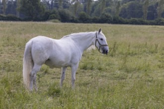 Kladruber horse, mares, standing on the paddock. National Stud Farm Kladruby nad Labem