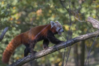 One red panda, Ailurus fulgens, walking on a branch high in a tree on a sunny day