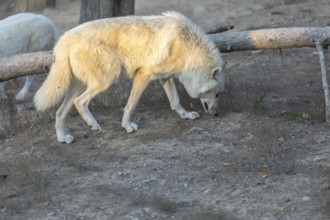 One Hudson Bay wolf (Canis lupus hudsonicus) walking over a dry forest floor. Some logs in the