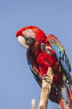 One scarlet macaw (Ara macao) sitting on a branch with a blue sky in the background. Bright