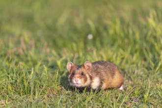 One European hamster (Cricetus cricetus), Eurasian hamster, black-bellied hamster or common