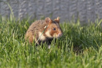 One European hamster (Cricetus cricetus), Eurasian hamster, black-bellied hamster or common