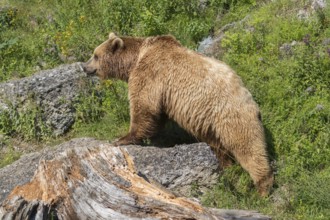 One eurasian brown bear (Ursus arctos arctos) walking over rocks in sweet evening light. Rocks and