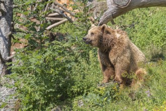 One eurasian brown bear (Ursus arctos arctos) sitting upright underneath a fallen tree and between