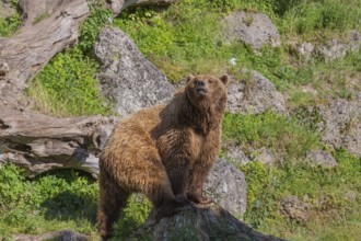 One adult male Eurasian brown bear (Ursus arctos arctos) waling over grass and rocks on hilly