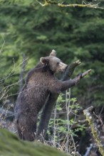 One young eurasian brown bear (Ursus arctos arctos) climbing up a vertical branch and tries to