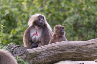 One adult male and one adult female Gelada (Theropithecus gelada), or bleeding-heart monkey,