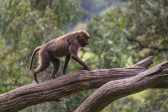 One adult female Gelada (Theropithecus gelada), or bleeding-heart monkey balancing on a log. A