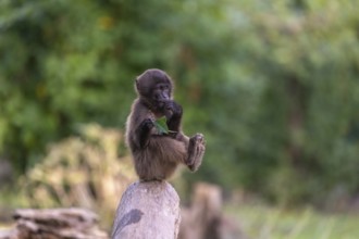 One baby Gelada (Theropithecus gelada), or bleeding-heart monkey sitting on a log and feeding on