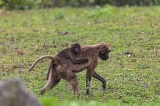 One female with one baby Gelada (Theropithecus gelada), or bleeding-heart monkey riding on her