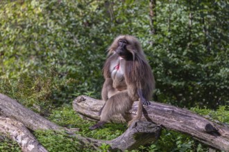 Portrait of an adult male Gelada (Theropithecus gelada), or bleeding-heart monkey, resting on a log