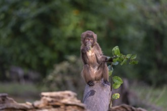 One baby Gelada (Theropithecus gelada), or bleeding-heart monkey sitting on a log and feeding on