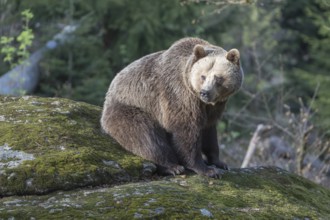 One female Eurasian brown bear (Ursus arctos arctos) resting on a mossy rock. Green vegetation in