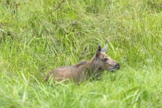 Moose (Alces alces) calf standing on a wet meadow. Green grass around