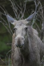 Moose (Alces alces) cow with trees and green grass around