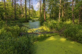 Forest creek in the Bialowieza National Park in Podlaskie Voivodeship, eastern Poland. Adjacent to