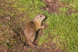 An adult European ground squirrel (Spermophilus citellus) or European souslik leaves his burrow