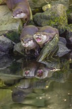 Three oriental small-clawed otter or Asian small-clawed otter (Aonyx cinerea) are standing on a