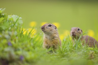 Two adult European ground squirrel (Spermophilus citellus) or European souslik sit in green gras