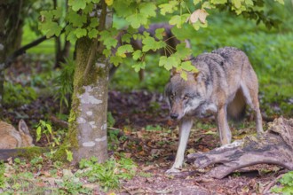 Two Eurasian gray wolves (Canis lupus lupus) running through the fresh green undergrowth of a