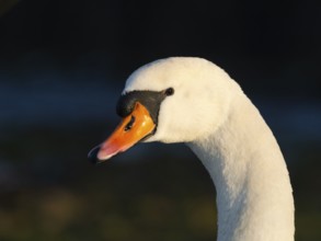 Mute Swan, (Cygnus olor), portrait of adult male, in late evening light in winter, Hesse, Germany,