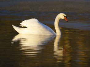 Mute Swan, (Cygnus olor), adult male, swimming on a lake, with its reflection in the water, with