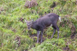 A young male Japanese sika deer (Cervus nippon nippon) runs down a steep slope through dense