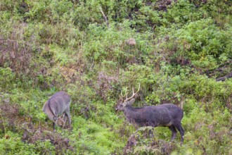 A Japanese sika deer (Cervus nippon nippon) stag and a doe stand on a steep slope in dense