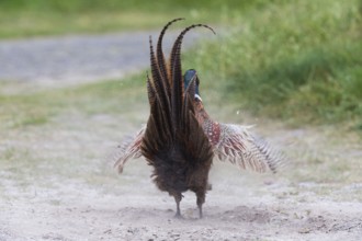 Common pheasant (Phasianus colchicus), Ring-necked pheasant, cock or male bird, taking a dust bath