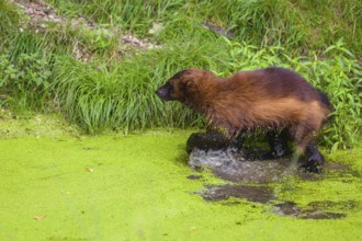 A wolverine, (Gulo gulo), stands in the water of a small pond, covered with duckweed