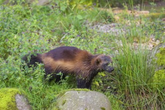 A wolverine (Gulo gulo) runs across a green meadow