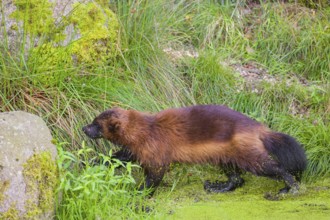 A wolverine, (Gulo gulo), stands in the water of a small pond, covered with duckweed