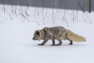 One arctic fox (Vulpes lagopus), (white fox, polar fox, or snow fox) running over a snow covered