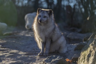 One arctic fox (Vulpes lagopus), (white fox, polar fox, or snow fox) sitting in backlit condition