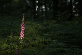 Common foxglove (Digitalis purpurea) in ferns illuminated by the sun, Lower Rhine, North