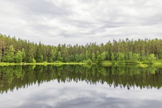 Coniferous forest by a lake with water reflections on a calm glossy water surface, Sweden, Europe